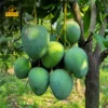 বারি-৪ আম । BARI-4 Mango - ১০ কেজি