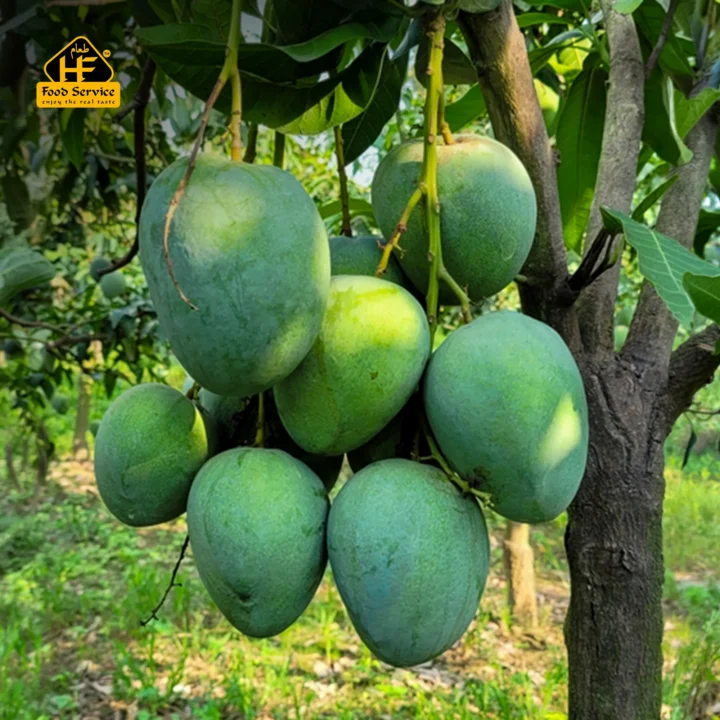 বারি-৪ আম । BARI-4 Mango - ১০ কেজি