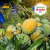 হিমসাগর আম । Himsagar Mango - ১০ কেজি